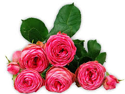 Pink Roses
